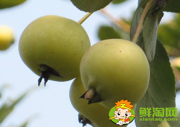 沙果怎樣去核,家里沙果快速去核