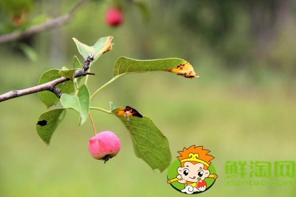 沙果是什么味道,沙果是山楂嗎