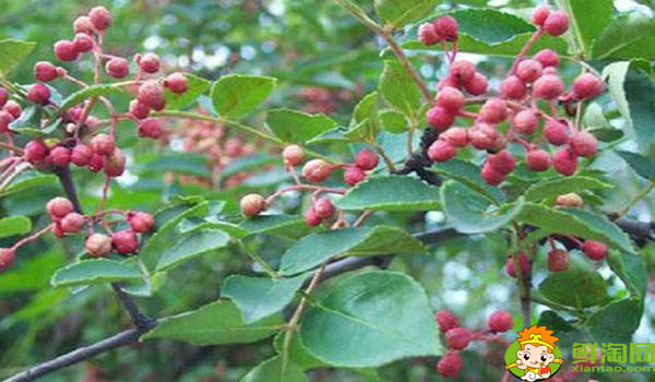什么時(shí)間摘花椒最好,剛摘下來的花椒怎么處理