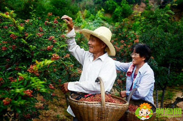 花椒怎么采摘比較好，花椒怎么采摘最快