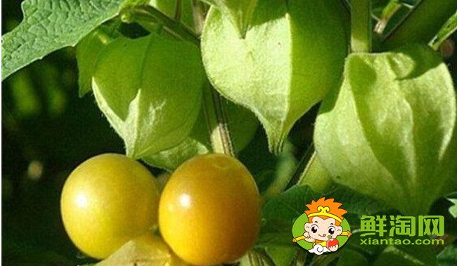燈籠果為什么叫姑娘果，燈籠果成熟后是什么顏色