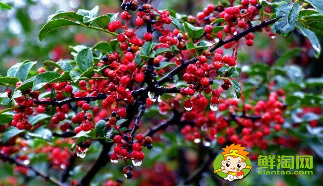 漢源花椒什么時候成熟，漢源大紅袍是麻椒還是花椒