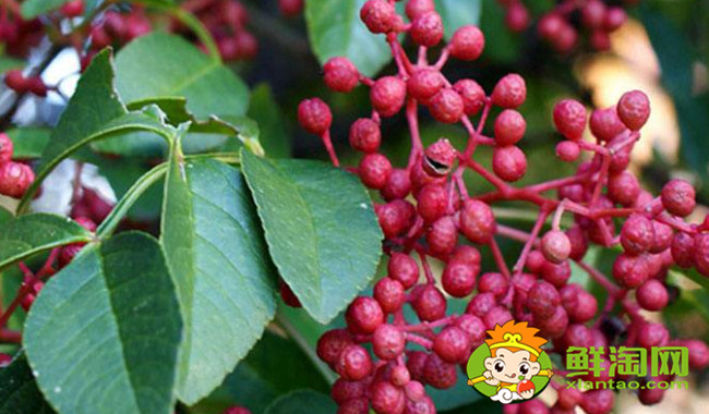 漢源花椒什么時候成熟，漢源大紅袍是麻椒還是花椒