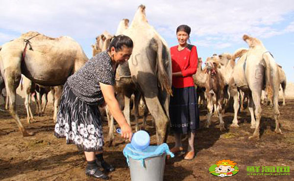 駝乳粉什么人不能用，哪里可以買駝乳粉