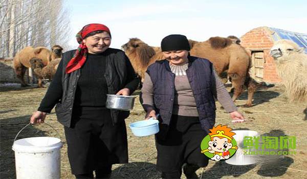 駱駝奶什么味道，駱駝奶和牛奶的營養價值哪個高