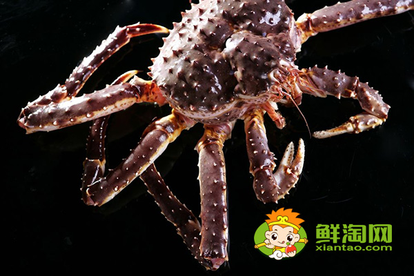 活帝王蟹怎么能養(yǎng)幾天，帝王蟹紅的和藍哪個貴