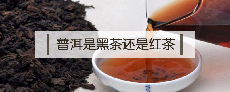 普洱是黑茶還是紅茶