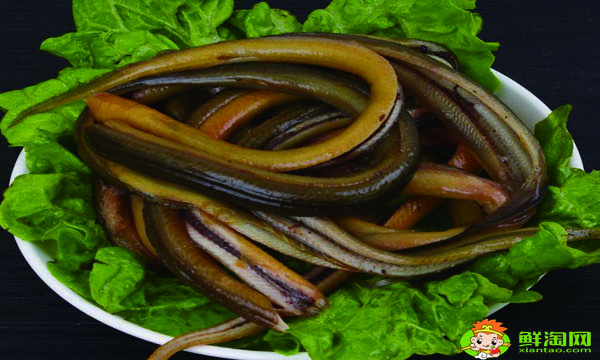 黃鱔吃雞蛋嗎,鱔魚吃什么長得快