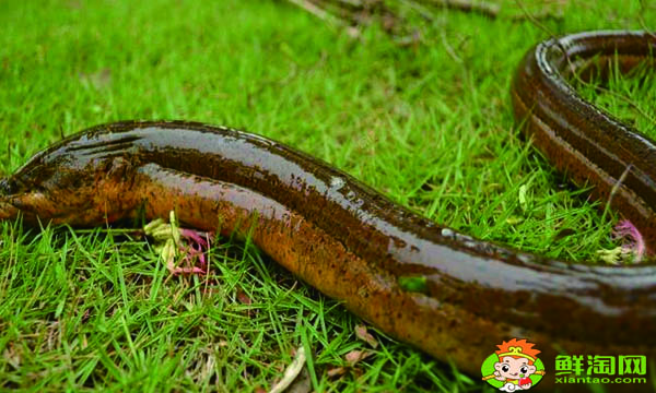 黃鱔怎么殺簡(jiǎn)單，家庭殺鱔魚(yú)的方法