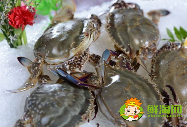 梭子蟹是淡水還是海水里的，為什么梭子蟹用海水也養(yǎng)不活呢