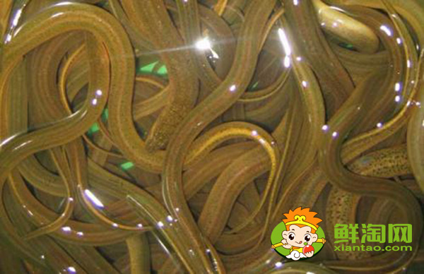 野生黃鱔魚吃什么食物長的快,一般野生的黃鱔可以長到多大