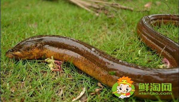野生黃鱔魚吃什么食物長的快,一般野生的黃鱔可以長到多大