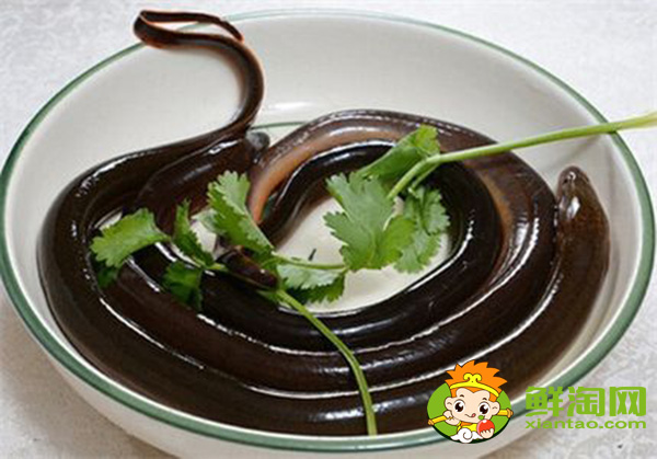 野生黃鱔魚吃什么食物長的快，一般野生的黃鱔可以長到多大