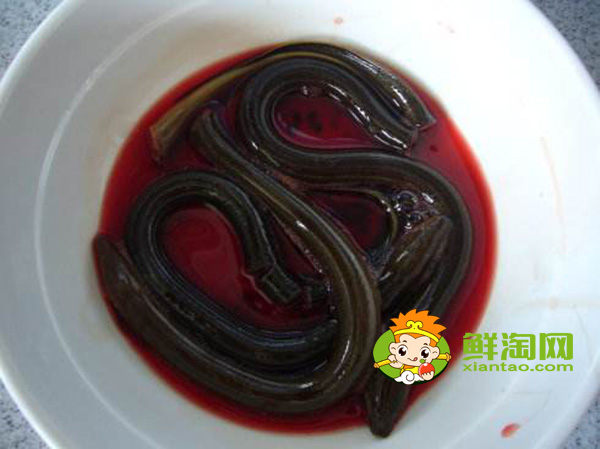黃鱔血怎么吃最補,黃鱔血泡酒有什么功效