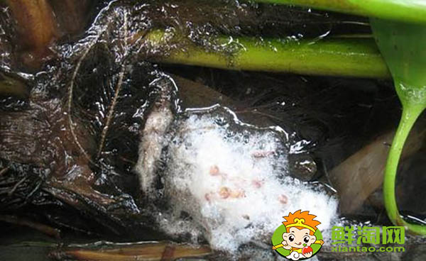 黃鱔吃什么飼料,黃鱔魚喜歡吃什么餌料