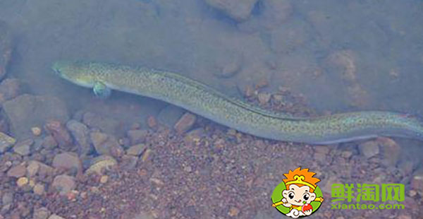 好長(zhǎng)的跟黃鱔一樣的魚叫什么,黃鱔魚該怎么養(yǎng)吃什么