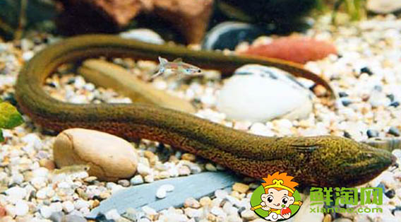 好長(zhǎng)的跟黃鱔一樣的魚叫什么,黃鱔魚該怎么養(yǎng)吃什么