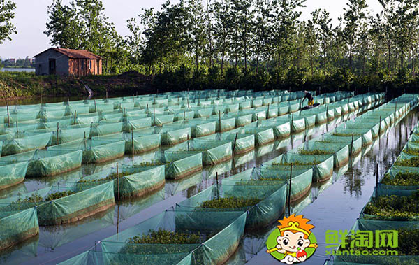 好長(zhǎng)的跟黃鱔一樣的魚叫什么，黃鱔魚該怎么養(yǎng)吃什么
