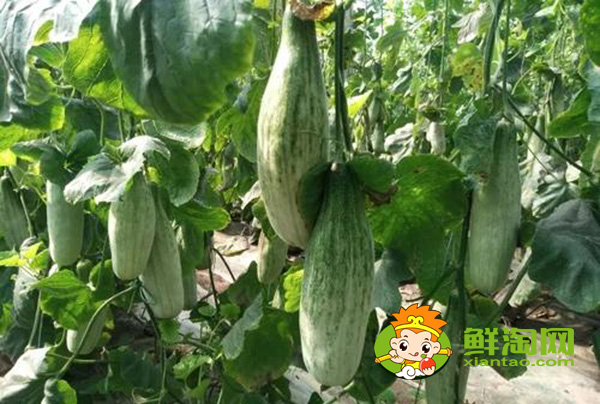 羊角蜜一年能種幾次，羊角蜜什么時候種最好