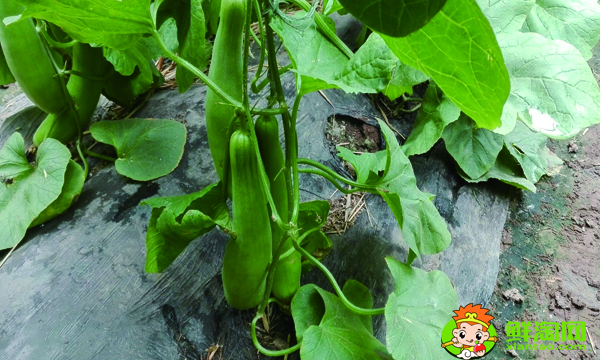羊角蜜甜瓜不甜怎么回事，綠寶甜瓜和羊角蜜哪種甜
