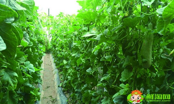 羊角蜜甜瓜不甜怎么回事，綠寶甜瓜和羊角蜜哪種甜