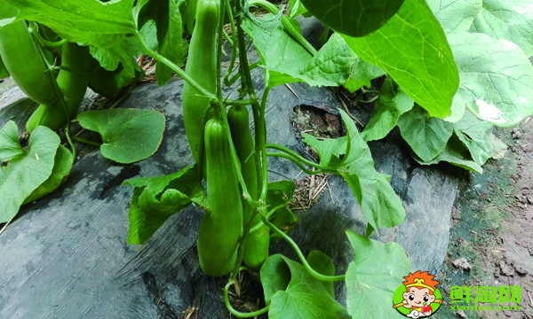 怎么判斷羊角蜜甜瓜熟了沒,羊角蜜成熟特征