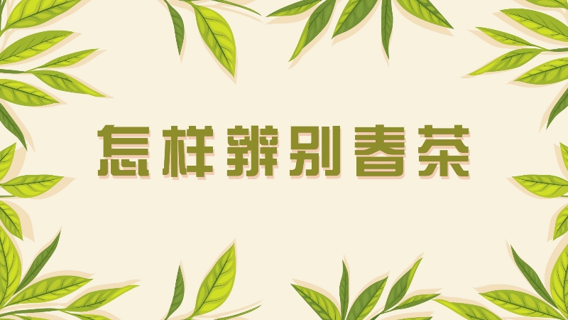 怎樣辨別春茶