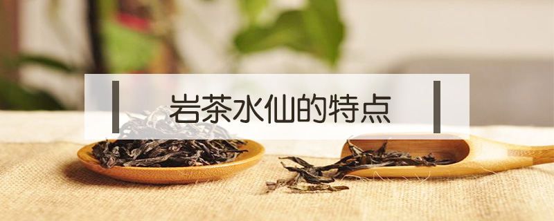 巖茶水仙的特點