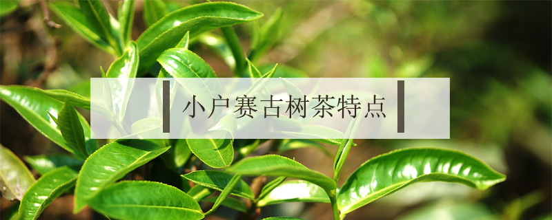 小戶賽古樹茶特點
