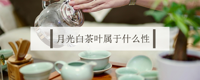 月光白茶葉屬于什么性