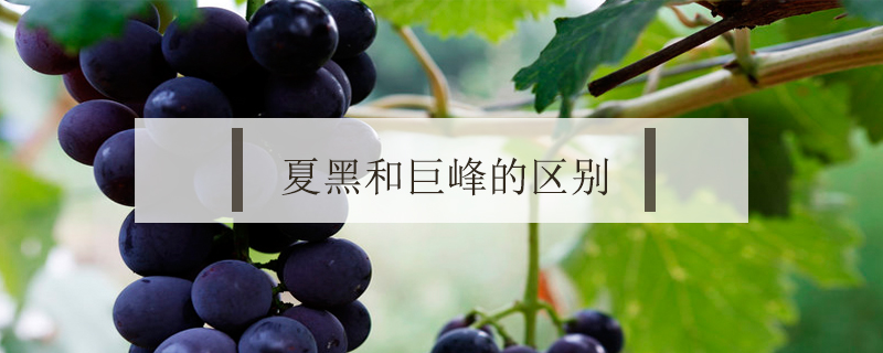 夏黑和巨峰的區別