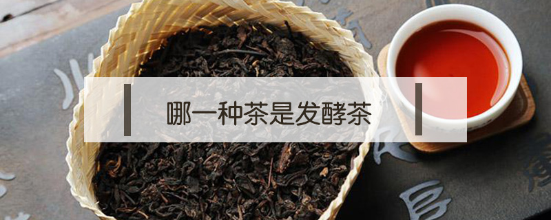 哪一種茶是發(fā)酵茶