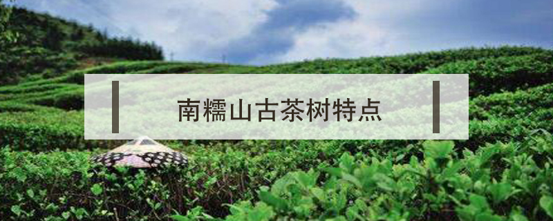 南糯山古樹茶特點