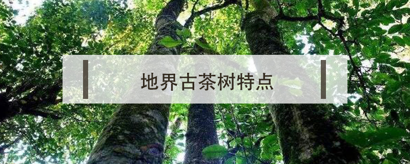 地界古樹茶特點