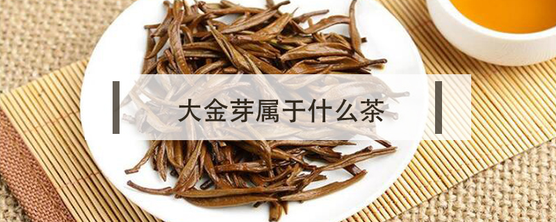 大金芽屬于什么茶