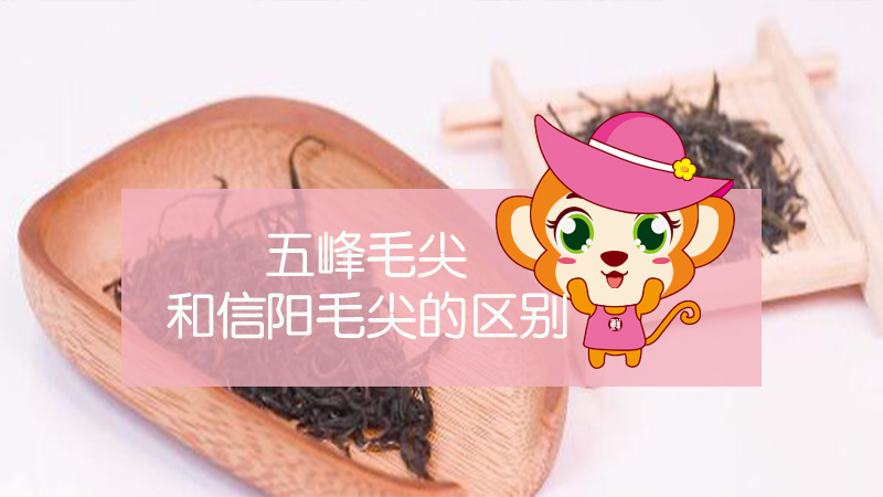 五峰毛尖和信陽毛尖的區(qū)別