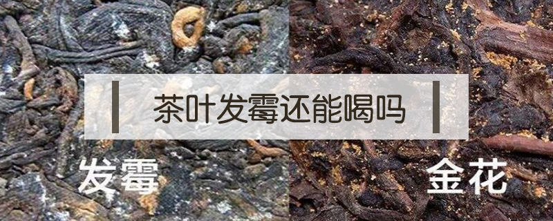 茶葉發霉還能喝嗎