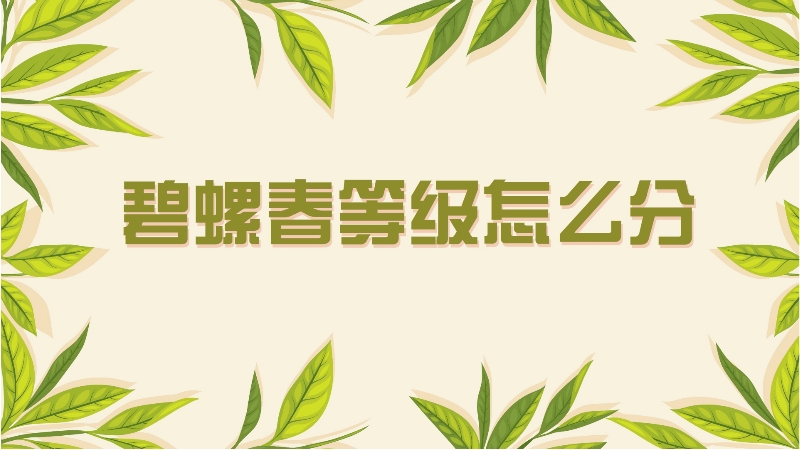 碧螺春等級怎么分