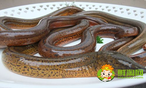 黃鱔好吃嗎,大黃鱔和小黃鱔營養(yǎng)價值是一樣的嗎