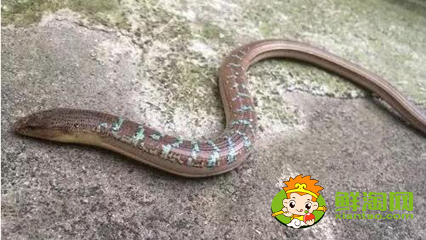 山黃鱔多少錢一斤,緬甸鱔魚出口到中國多嗎