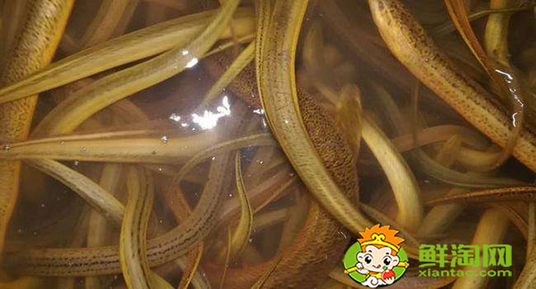 緬甸黃鱔為什么便宜，緬甸黃鱔和大陸黃鱔區別