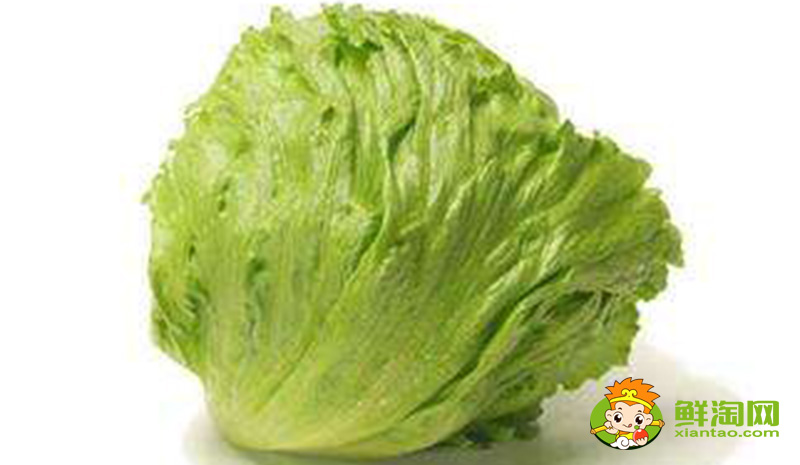 生菜的樣子,結球生菜和生菜的區別