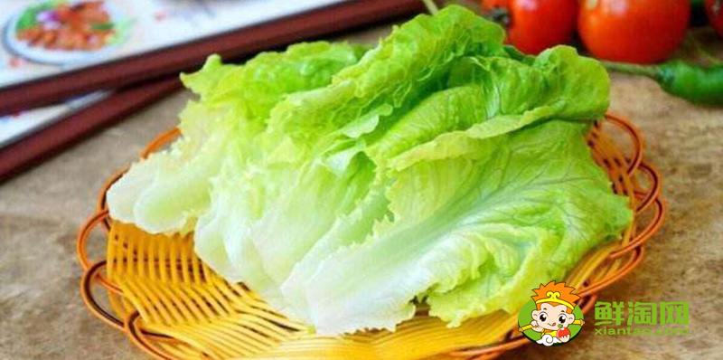生菜的樣子，結球生菜和生菜的區別