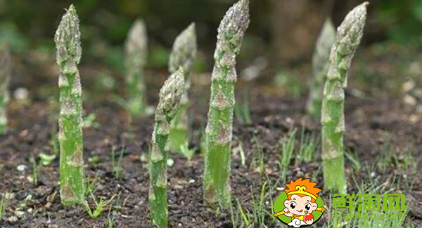 蘆筍種子什么時候種,蘆筍種子怎樣催芽