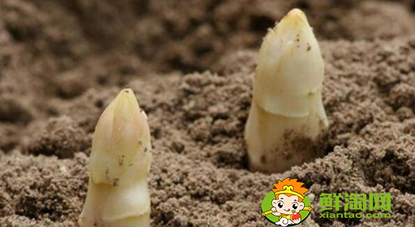 蘆筍種子什么時候種,蘆筍種子怎樣催芽