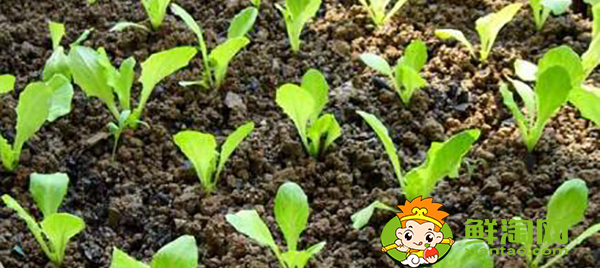 生菜怎么種才能出得好，生菜怎么種植容易發芽