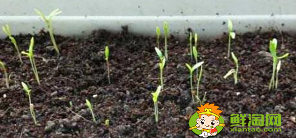 生菜怎么種才能出得好,生菜怎么種植容易發芽