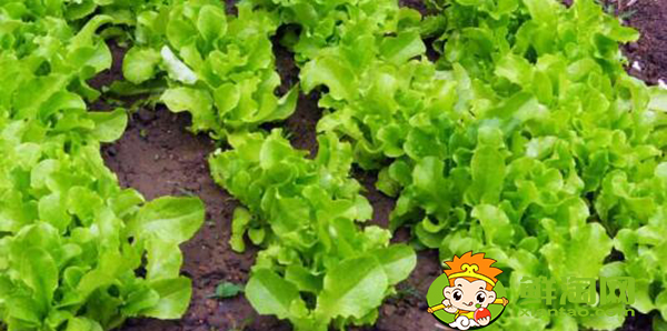生菜怎么種才能出得好,生菜怎么種植容易發芽