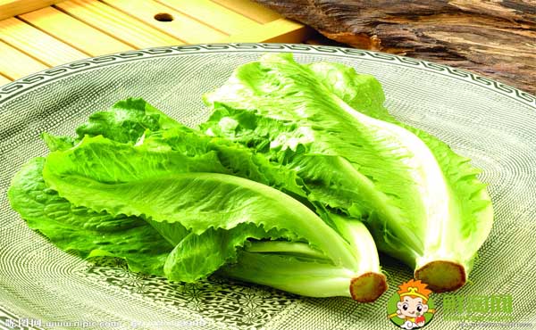 生菜的吃法有幾種,生菜為什么不長蟲
