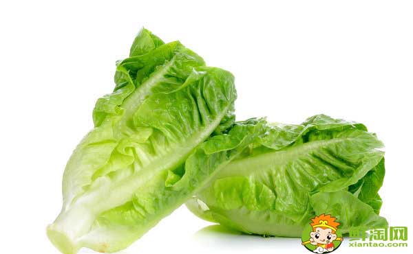 生菜怎么割還會長,生菜品種大全